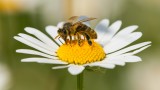  Пчелите, пестицидите и по какъв начин въздействат на мозъка на насекомите 