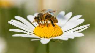 Как пестицидите увреждат мозъка на пчелите
