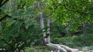 Дърво е паднало върху дете в пловдивския парк Лаута съобщи