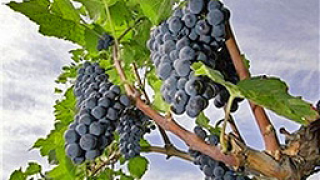 Крадци налазиха лозята