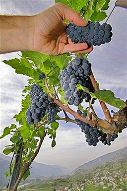 Подпомагат производителите на винено грозде 
