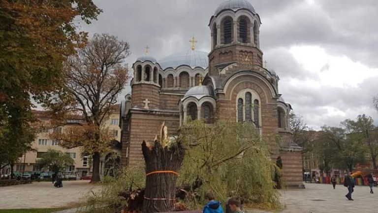 Една от двете големи върби пред църквата Свети Седмочисленици в