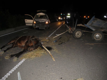 Катастрофа между каруца и автомобил прати британка в болница и уби кон