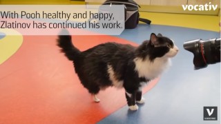 България може да се похвали с първата си бионична котка