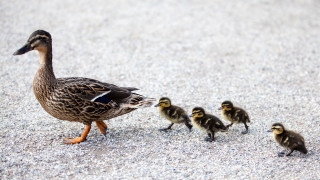 В началото на 20 ти век Конрад Лоренц установил че патета