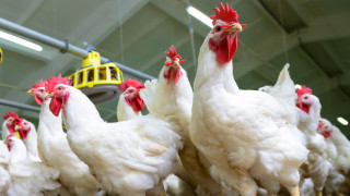 Засилен контрол срещу разпространението на птичи грип се прилага в