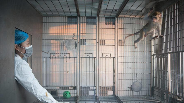 Защо китайците клонират болни маймуни