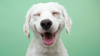 Как кучето ни да е щастливо и да живее по-дълго