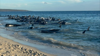 Над 140 пилотни кита са заседнали край Западна Австралия