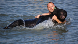 Биолог спаси собственоръчно 180 килограмова мечка от удавяне (видео)