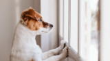 Кучетата, тревожността от раздялата и добра идея ли е да вземем още един домашен любимец
