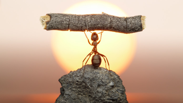 Какво не знаехме за мозъка на мравките