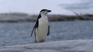 За учените отдавна е известно че размножителните колонии на пингвините
