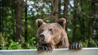 Северната ни съседка Румъния може да ни даде много причини да я