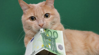 Случвало се е и да завидим на нашите котки и