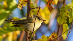 Над 400 000 пойни птици са незаконно уловени в Кипър миналата есен