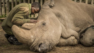 Почина последният оцелял мъжки северен бял носорог на планетата след