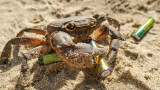 Раци, омари, ракообразни, хитин и как да се използват черупките им за производство на батерии