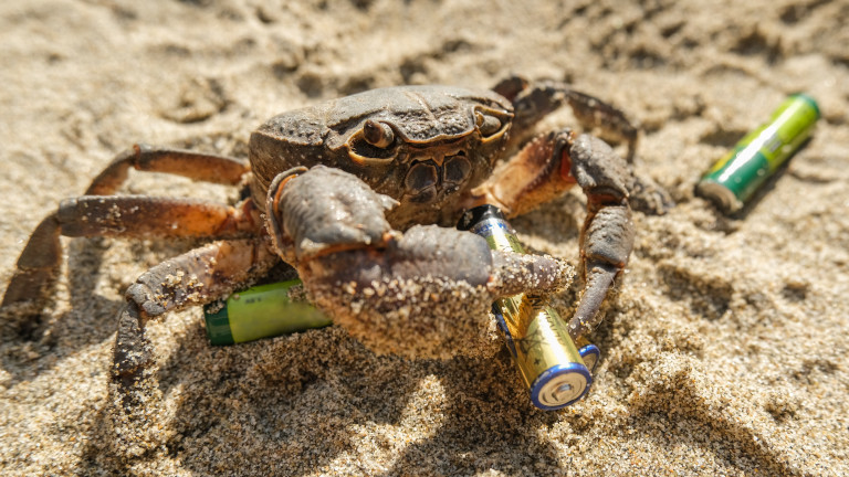 Може ли да се създаде батерия с помощта на ракообразни