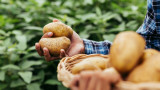  Картофи и кой е най-здравословния метод, по който да си ги подготвяме, тъй че да не пълнеем от яденето им 