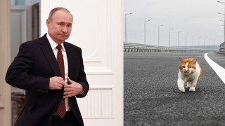 Котарак изпреварил Путин по Кримския мост