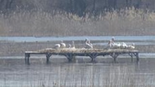 Трето поколение се очаква да бъде излюпено от къдроглавите пеликани