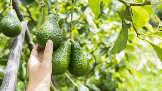 Авокадо вместо краставици: В Гърция започнаха да отглеждат тропически плодове