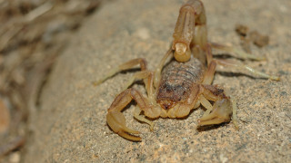 В Бразилия отчитат ръст на смъртните случаи причинени от скорпиони