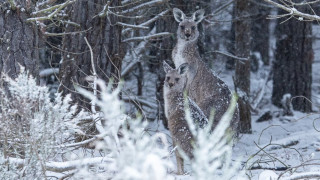Сняг зарадва кенгура в Нов Южен Уелс Австралия Части от