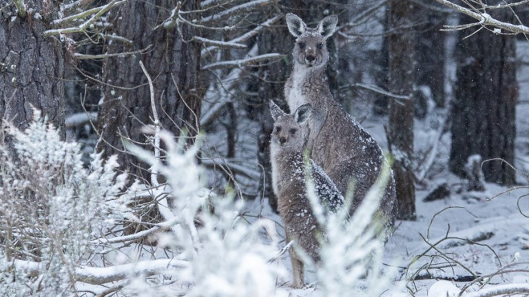 Сняг зарадва кенгура в Нов Южен Уелс, Австралия. Части от