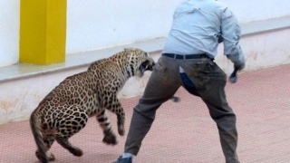Леопард се разходи в училище в Индия, рани шестима