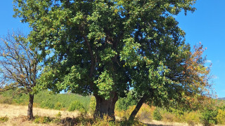 Нови четири вековни дървета са обявени за защитени Две от тях