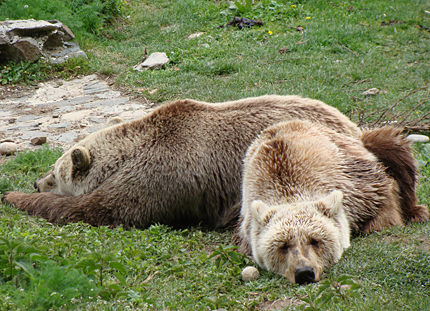 Закриване грози Парка за танцуващи мечки в Белица 