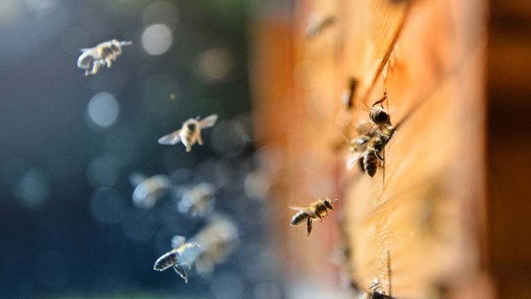 Нови ограничения и контрол в земеделието в защита на пчелите