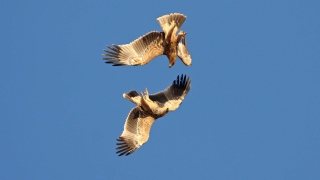 България ще дари два ястребови орела на Испания съобщават от
