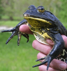 Дъжд от черни жаби се изсипа в Ботево