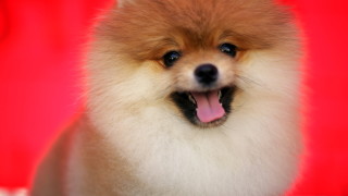 Почина първото куче с коронавирус в света пише Дейли телеграф