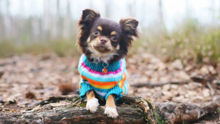 Студените дни са вече тук и освен за своя комфорт