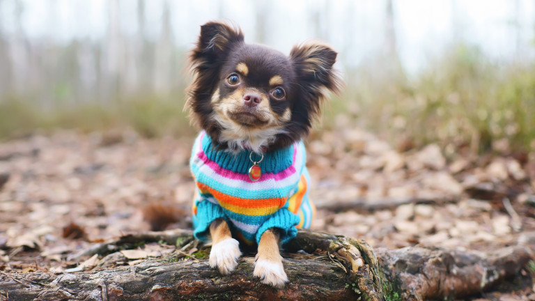 Нуждае ли се кучето ни от дреха за зимата