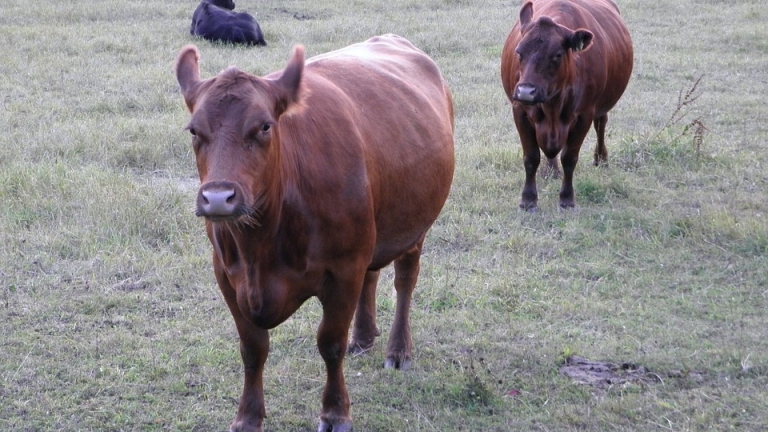 Стадо говеда от защитена порода заболяло от нодуларен дерматит