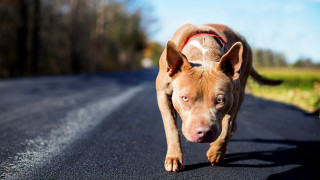 Трима души и кучето им са нахапани от питбул в