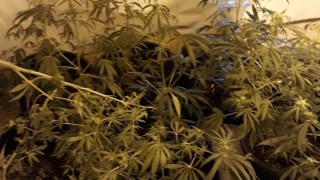 Полицията откри домашна мини лаборатория за канабис в Бургас съобщават