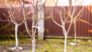 Есента е идеалният сезон за засаждане на дървета Макар доста