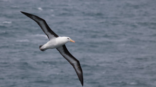 Албатроси полицаи може скоро да полетят в небето над субантарктични