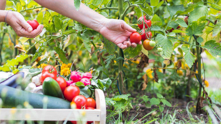 Предлагат създаване на онлайн борса за земеделски продукти