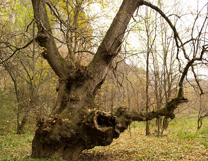 Със 700-годишен бряст кандидатстваме за "Европейско дърво на годината"