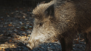 Дивите прасета в Чернобил са обект на дългогодишна научна мистерия