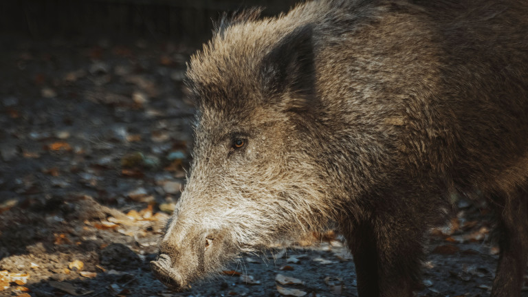 Дивите прасета в Чернобил са обект на дългогодишна научна мистерия.