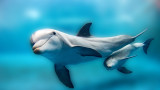 Възможно ли е делфините, китовете и косатките отново да заживеят на сушата
