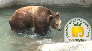 Включват първото безплатно мобилно приложение за посетителите на Столичния зоопарк